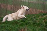 GOLDEN RETRIEVER 1032